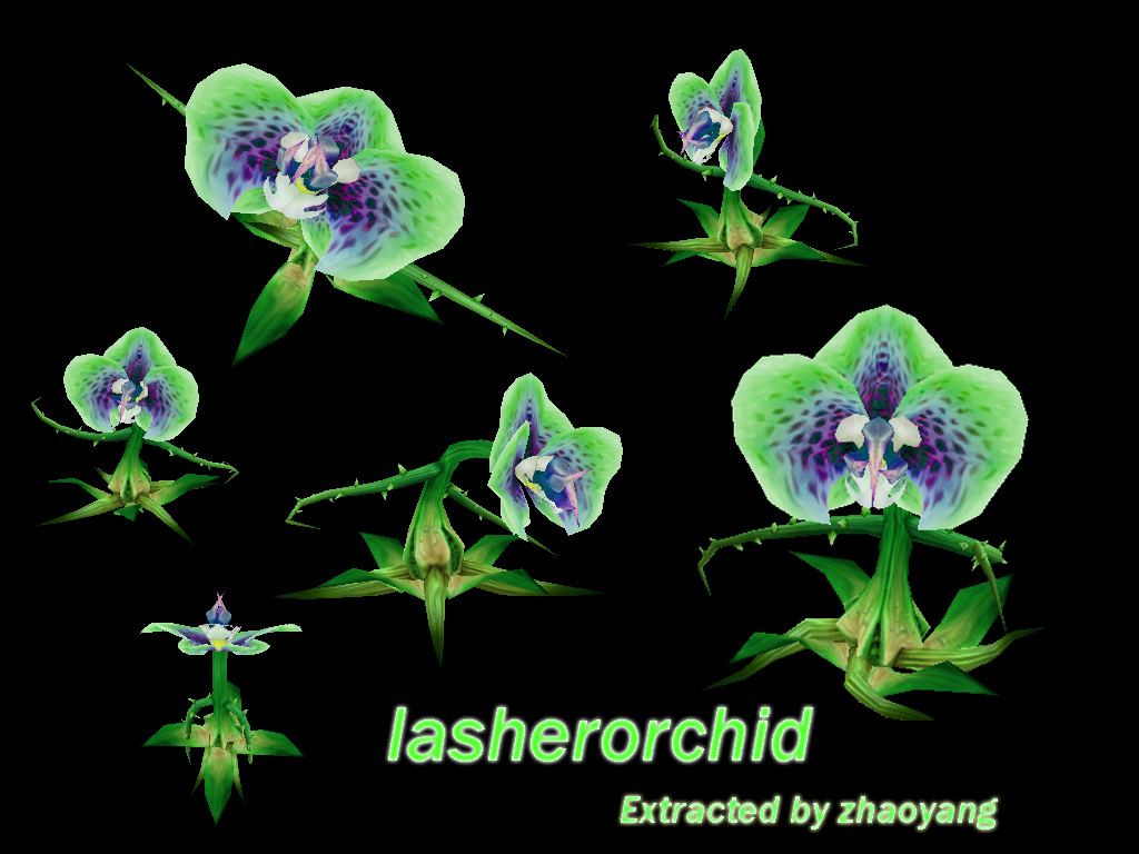lasherorchid.jpg